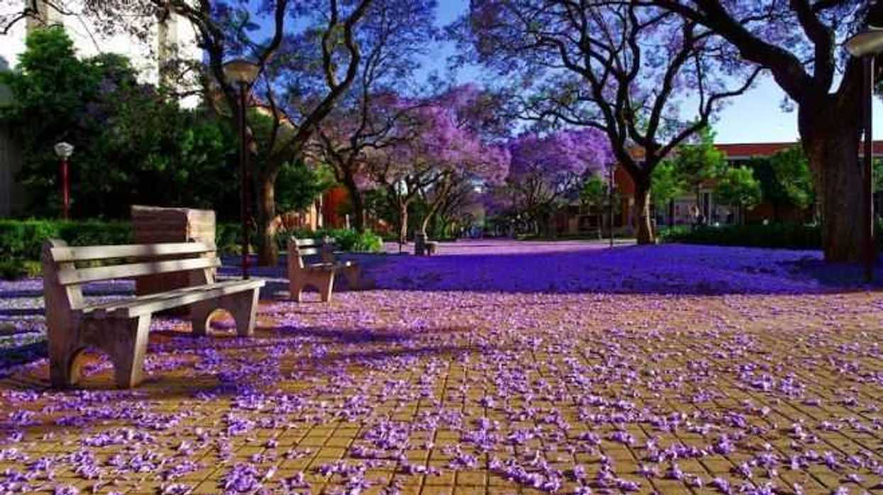 tatsugoro-matsumoto-la-magia-las-jacarandas-mexico-1