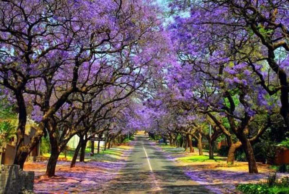 tatsugoro-matsumoto-la-magia-las-jacarandas-mexico