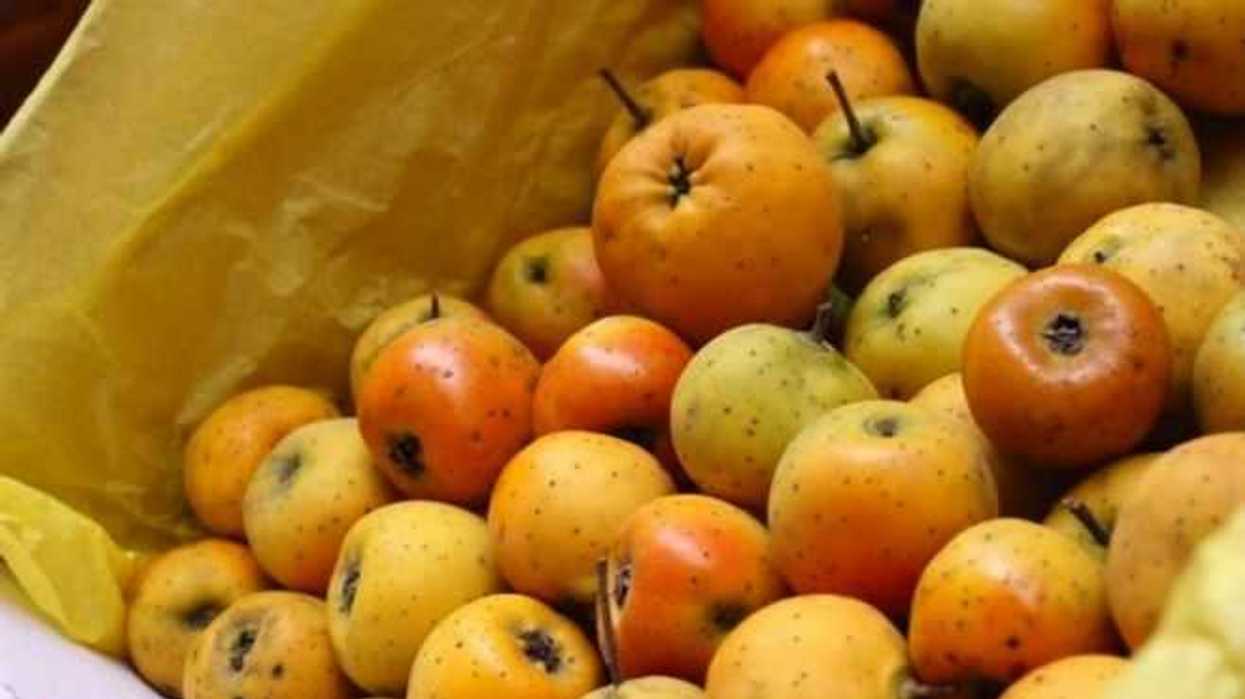 tejocote-y-cana-frutas-clasicas-de-la-navidad-99