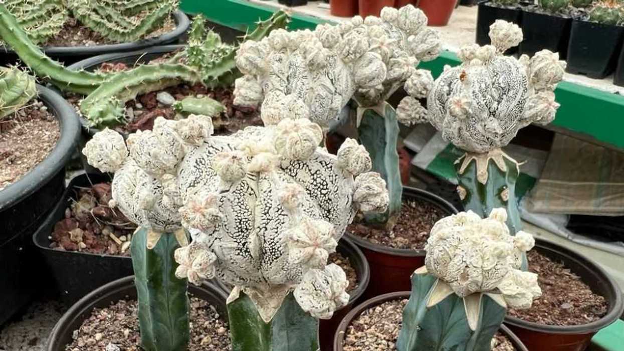 Tequisquiapan albergará expo cactus y suculentas.