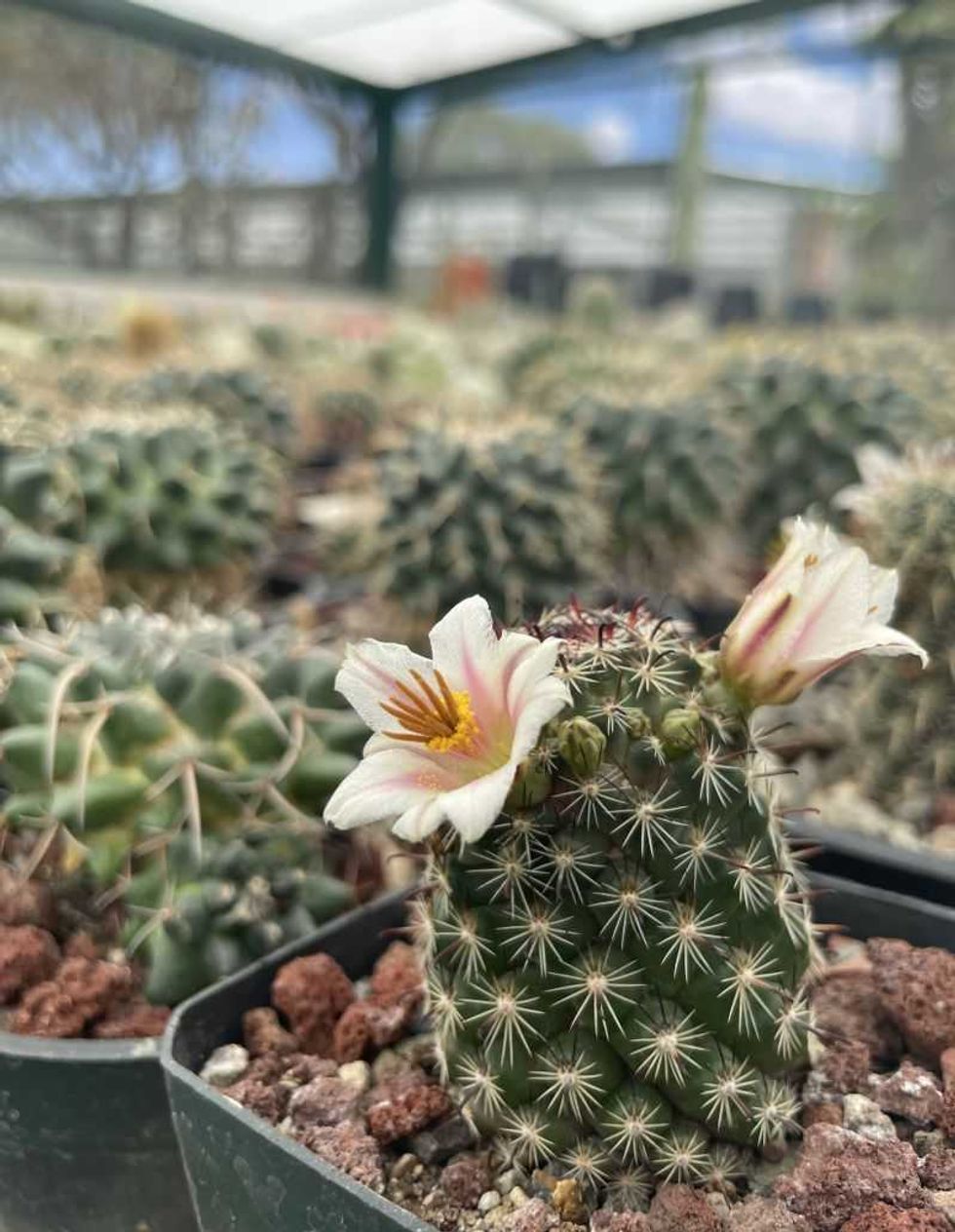 Tequisquiapan albergará expo cactus y suculentas.