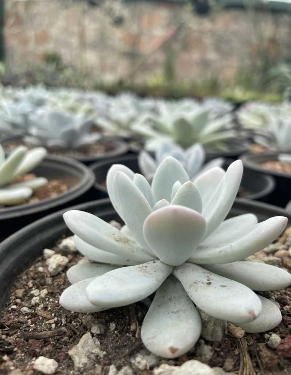 Tequisquiapan albergará expo cactus y suculentas.