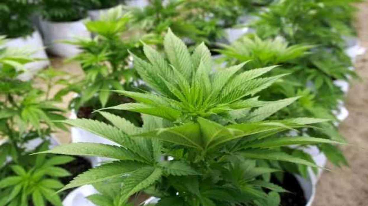 tes-y-bebidas-energizantes-con-cannabis-no-tendran-sabor-a-marihuana