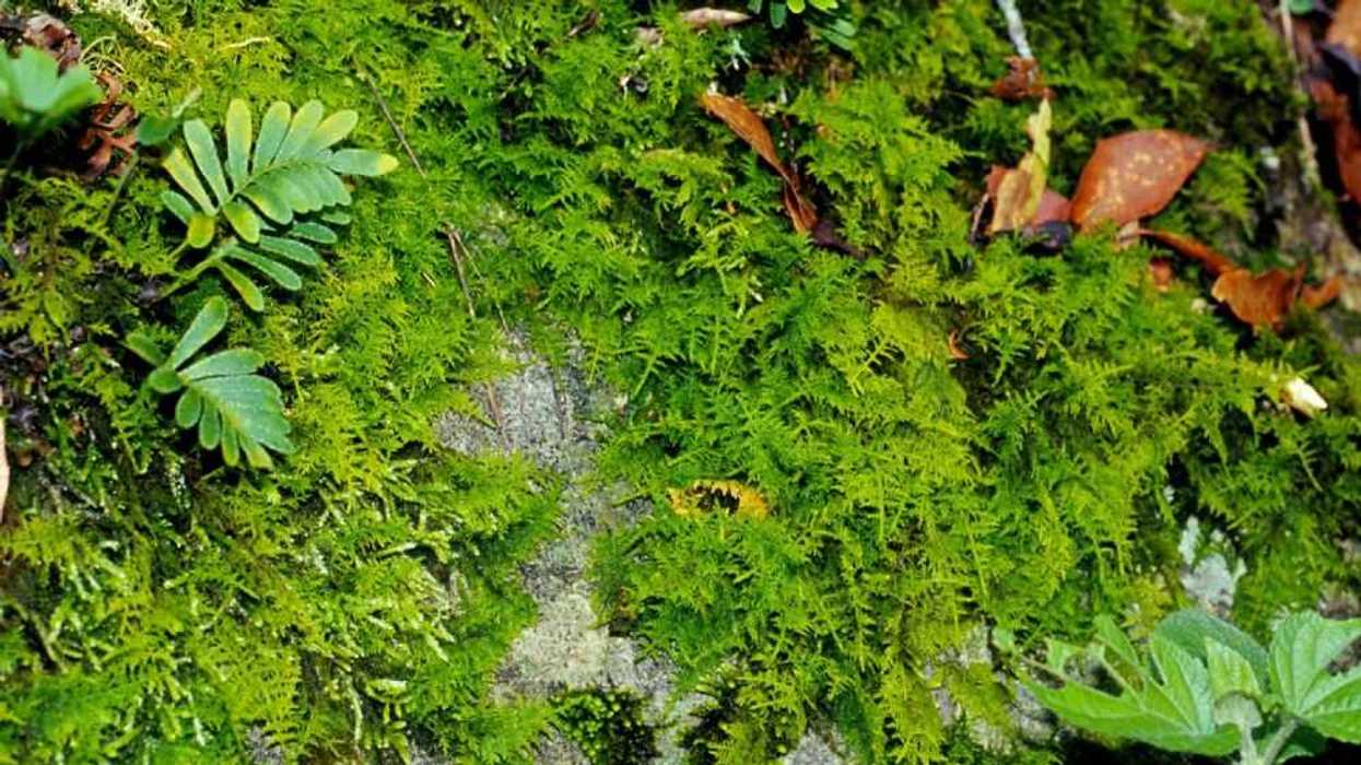 thuidium-delicatulum-cortesia-del-dr-claudio-delgadillo-moya