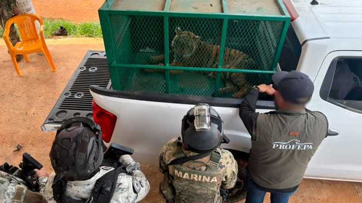 Tigre de Bengala enjaulado sobre camioneta de Profepa durante su aseguramiento en Coalcomán, Michoacán.