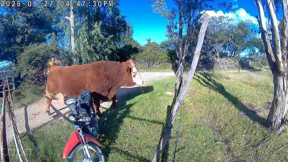 Toro junto a una motocicleta y una cerca de alambre en un rancho de Nopala de Villagr\u00e1n, Hidalgo