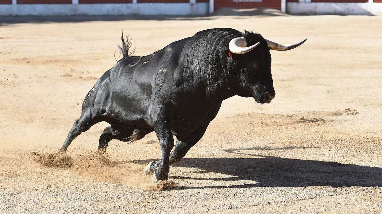 Toro negro en plena embestida dentro de una plaza de toros