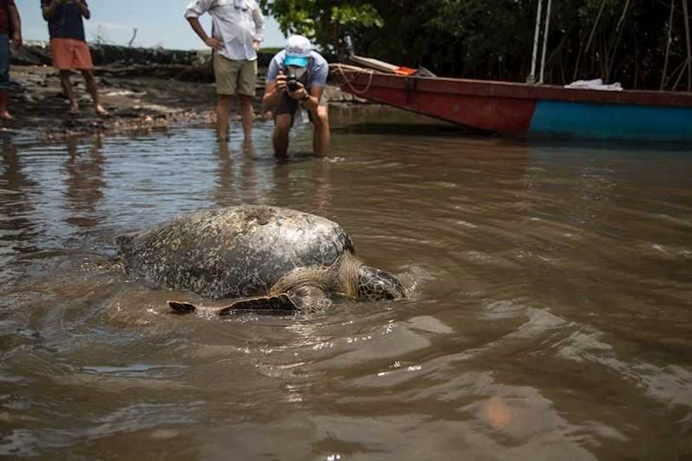 tortuga guatemala efe2