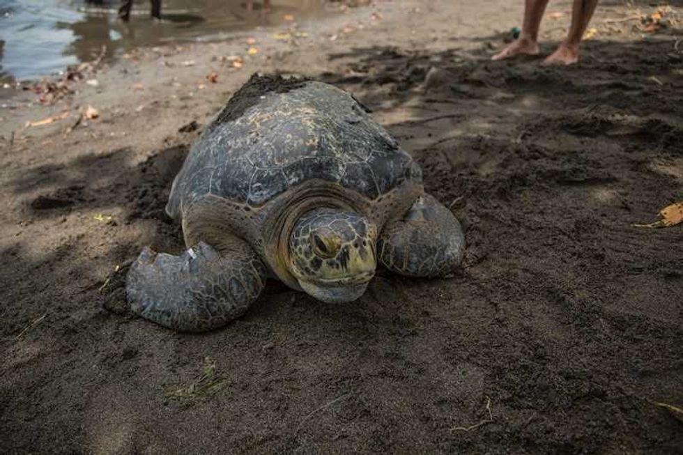 tortuga guatemala efe3