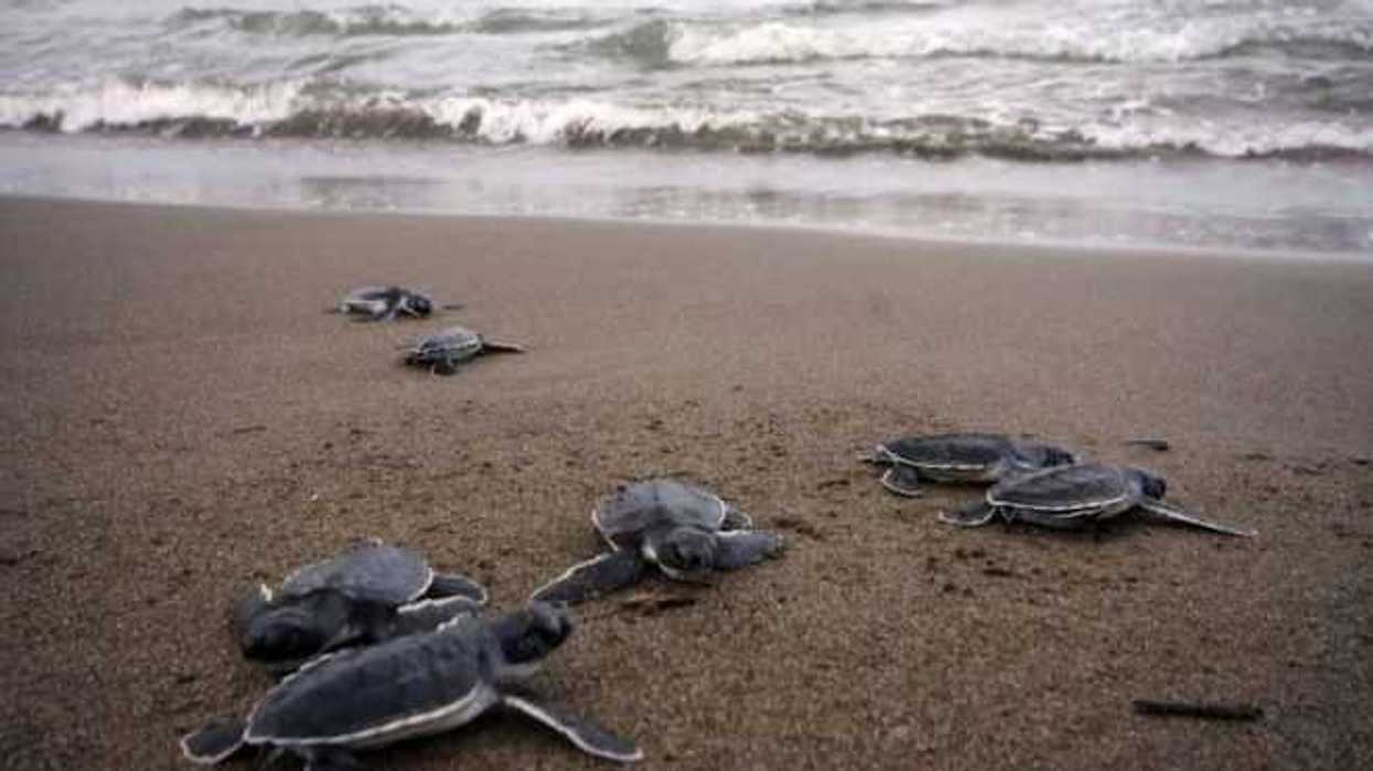 tortugas-01