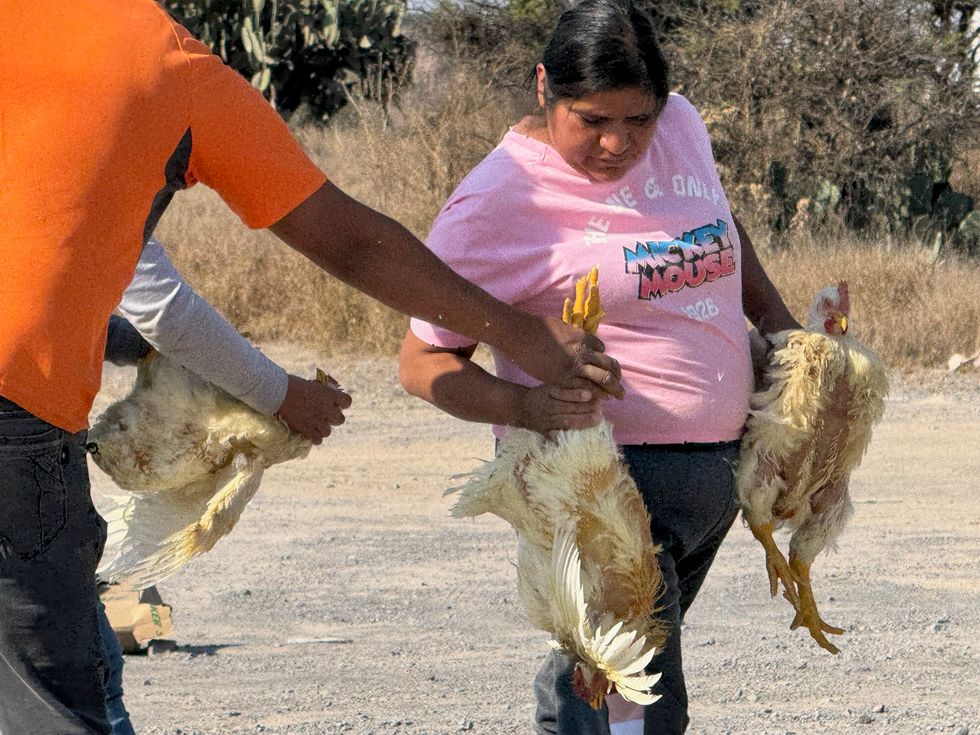 Tr\u00e1iler tipo plataforma volcado con jaulas de pollo en distribuidor vial de la carretera federal 45 rumbo a autopista M\u00e9xico-Quer\u00e9taro