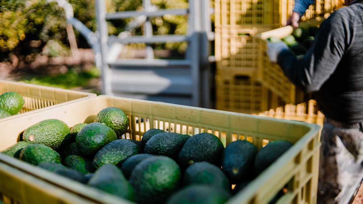 Trabajador manipula huacales con aguacates en una unidad de cosecha en Michoacán