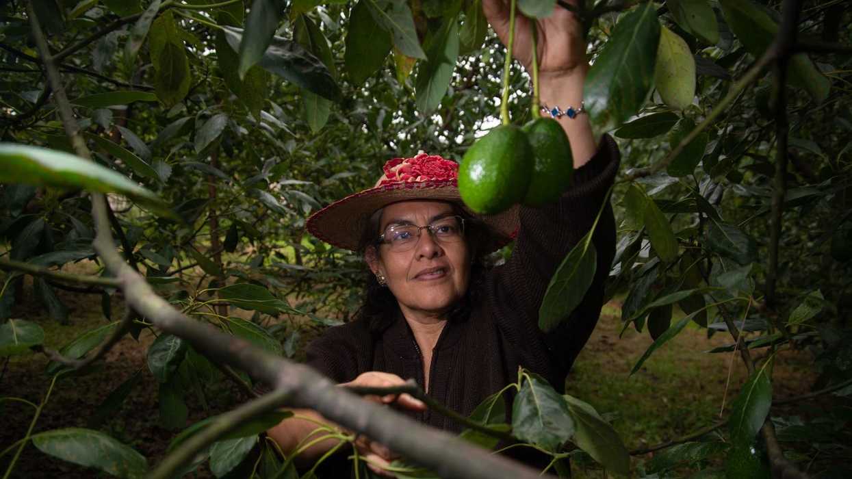 Trabajadora selecciona aguacates en una línea de empaque para exportación.