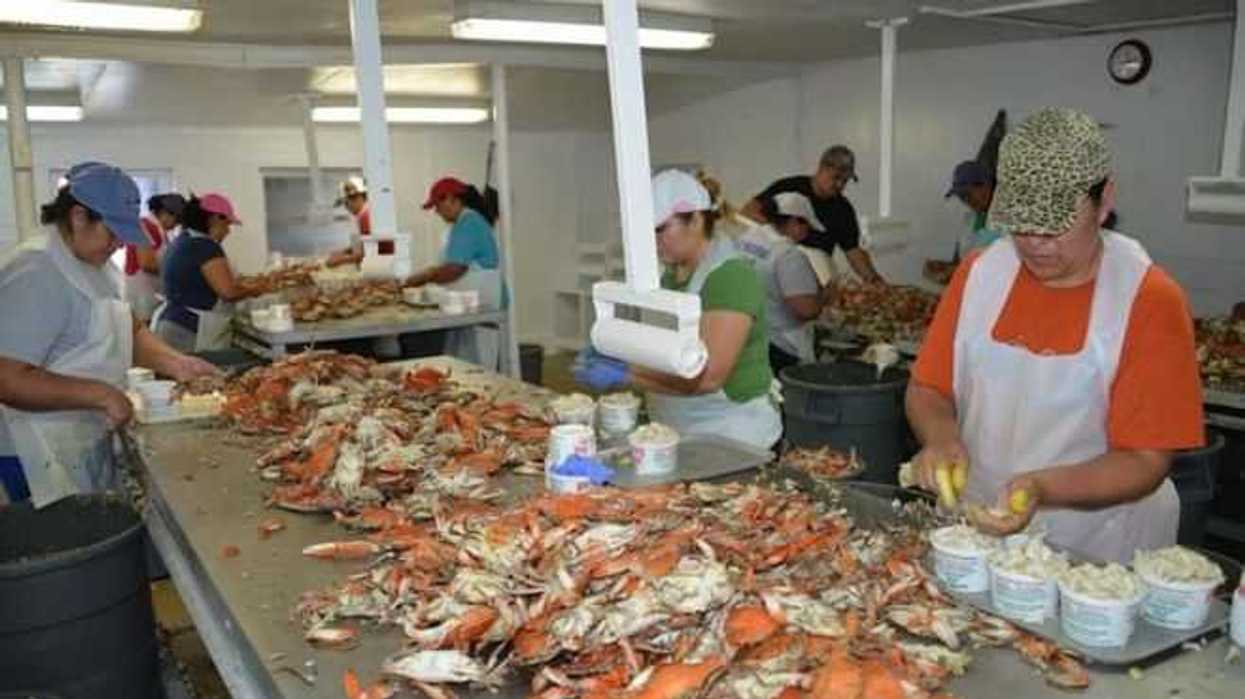 Trabajadoras mexicanas fundamentales en industria de la jaiba en EUA.
