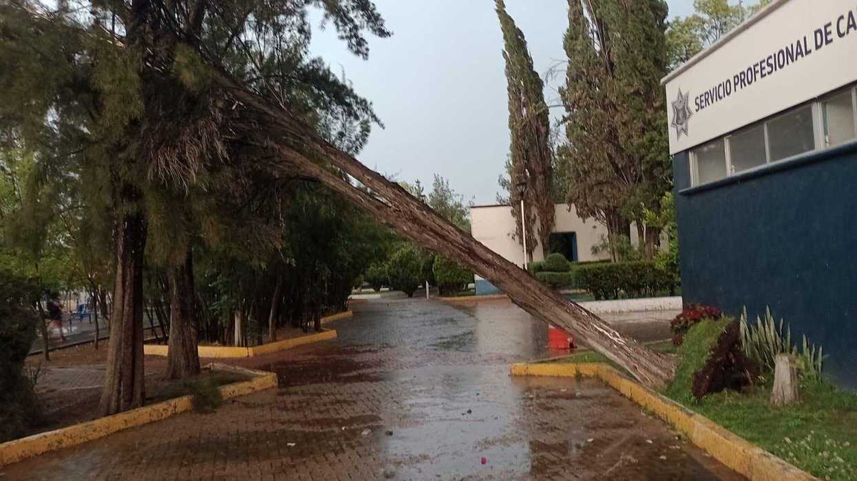 Trabajadores de Servicios Públicos Municipales retiran árbol caído en San Juan del Río tras lluvia del miércoles 7 de mayo de 2026