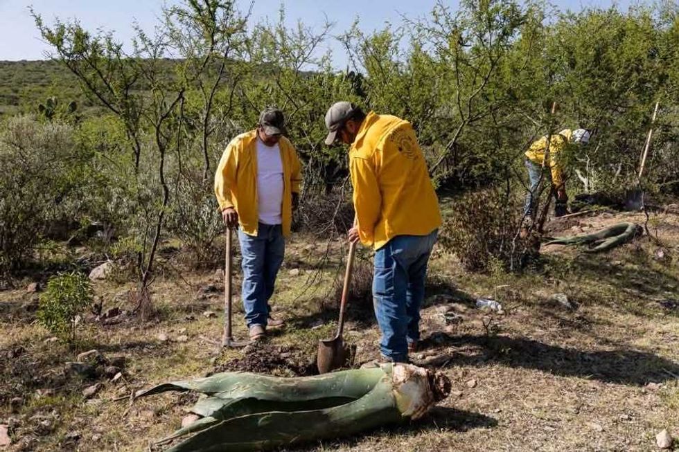 Trabajadores realizan labores de plantaci\u00f3n durante la jornada de reforestaci\u00f3n en el ejido de Arcila.