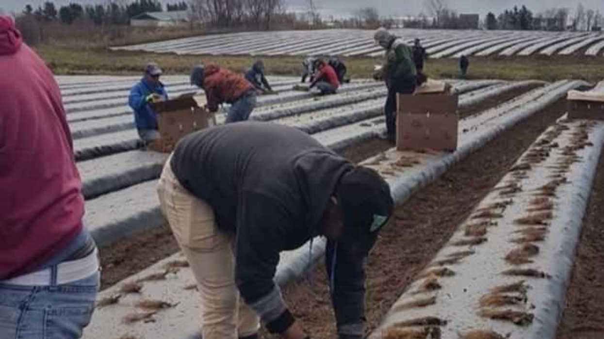 trabajo-temporal-canada