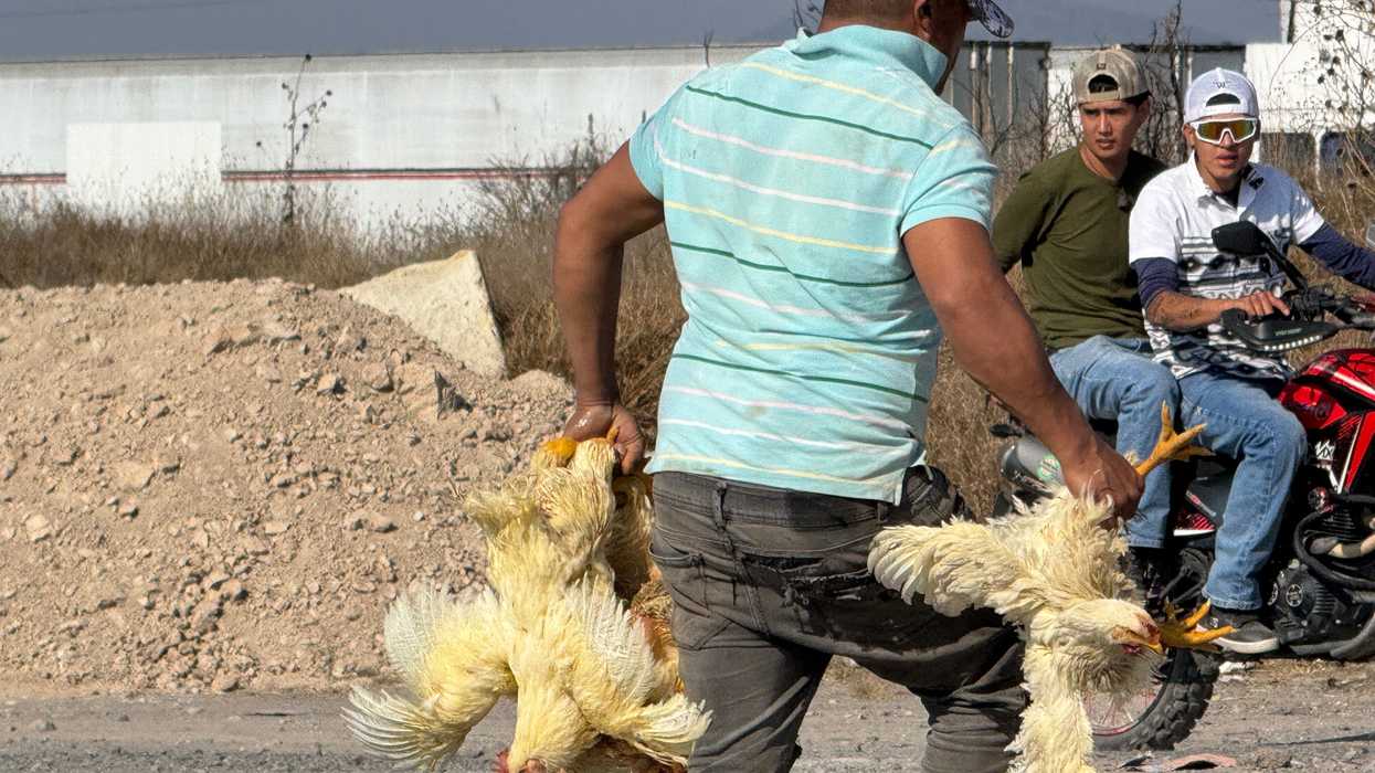 Tráiler tipo plataforma volcado con jaulas de pollo en distribuidor vial de la carretera federal 45 rumbo a autopista México-Querétaro
