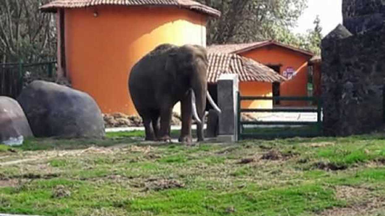 transformar-zoologicos-vision-del-siglo-xxi-plantea-partido-verde