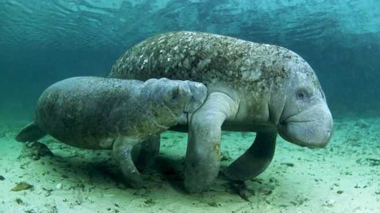 tras-muerte-de-71-manaties-ahora-pretenden-construir-santuario