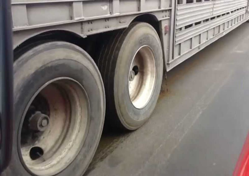 traslado ganado salud 1