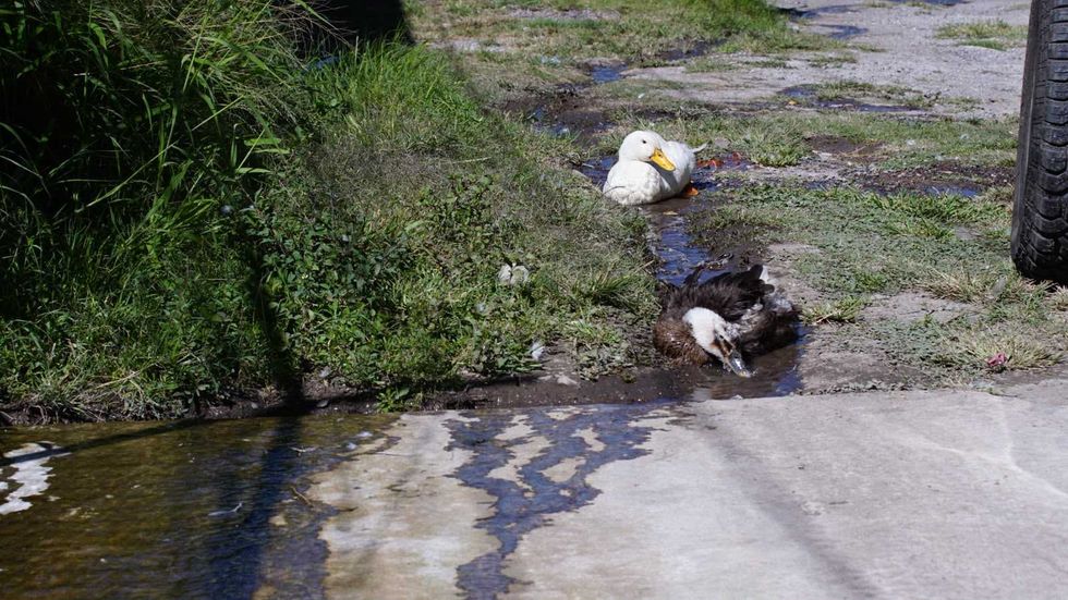 Tuber\u00eda gris con agua escurriendo por una zanja de tierra en la zona de R\u00edo Moctezuma, en San Juan del R\u00edo