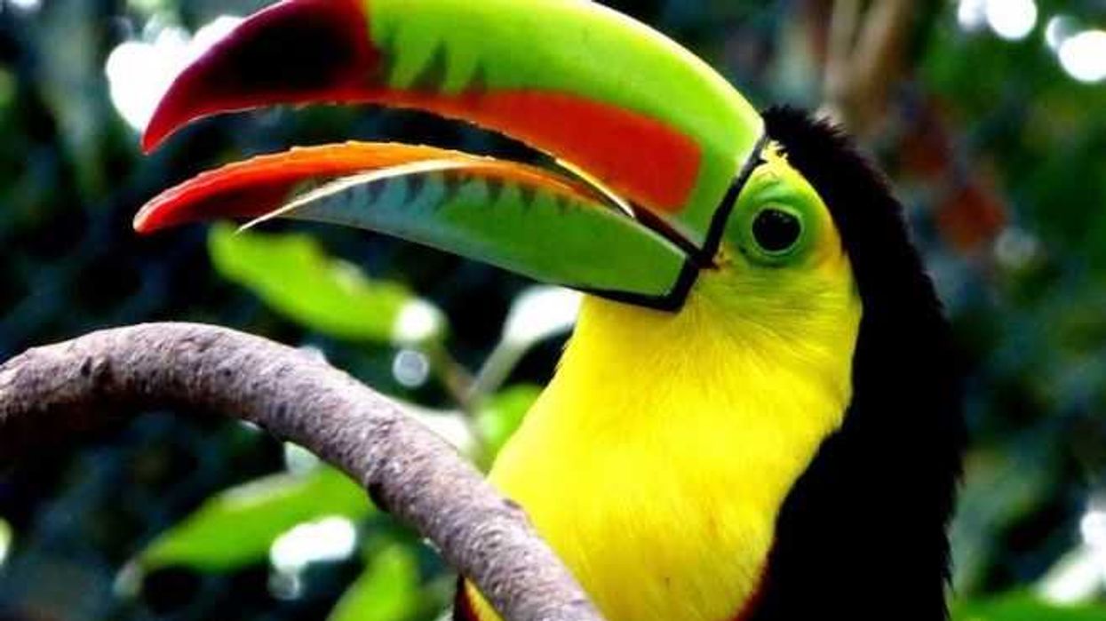 tucan-real