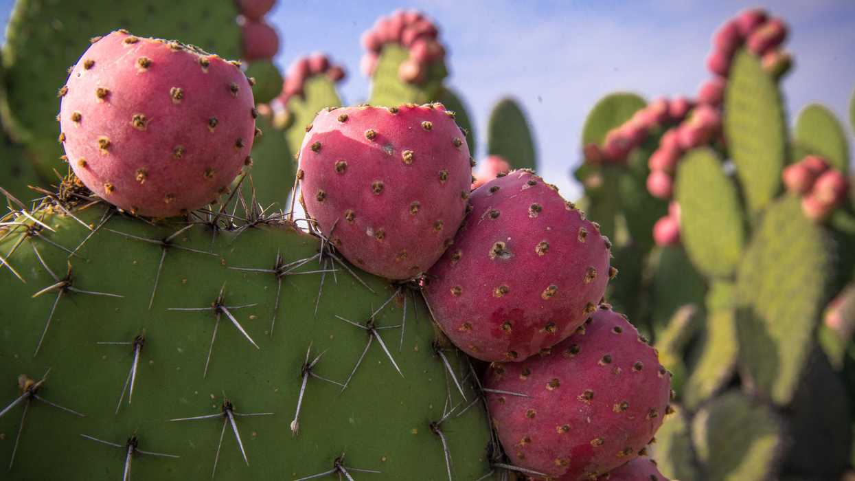 Tunas rojas maduras sobre paleta de nopal espinoso durante la temporada de cosecha de tuna en México 2025