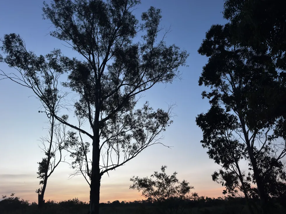 \u00c1rboles de la zona rural de Nopala de Villagr\u00e1n, Hidalgo, en silueta al atardecer; el paisaje est\u00e1 amenazado por tres proyectos de parques fotovoltaicos