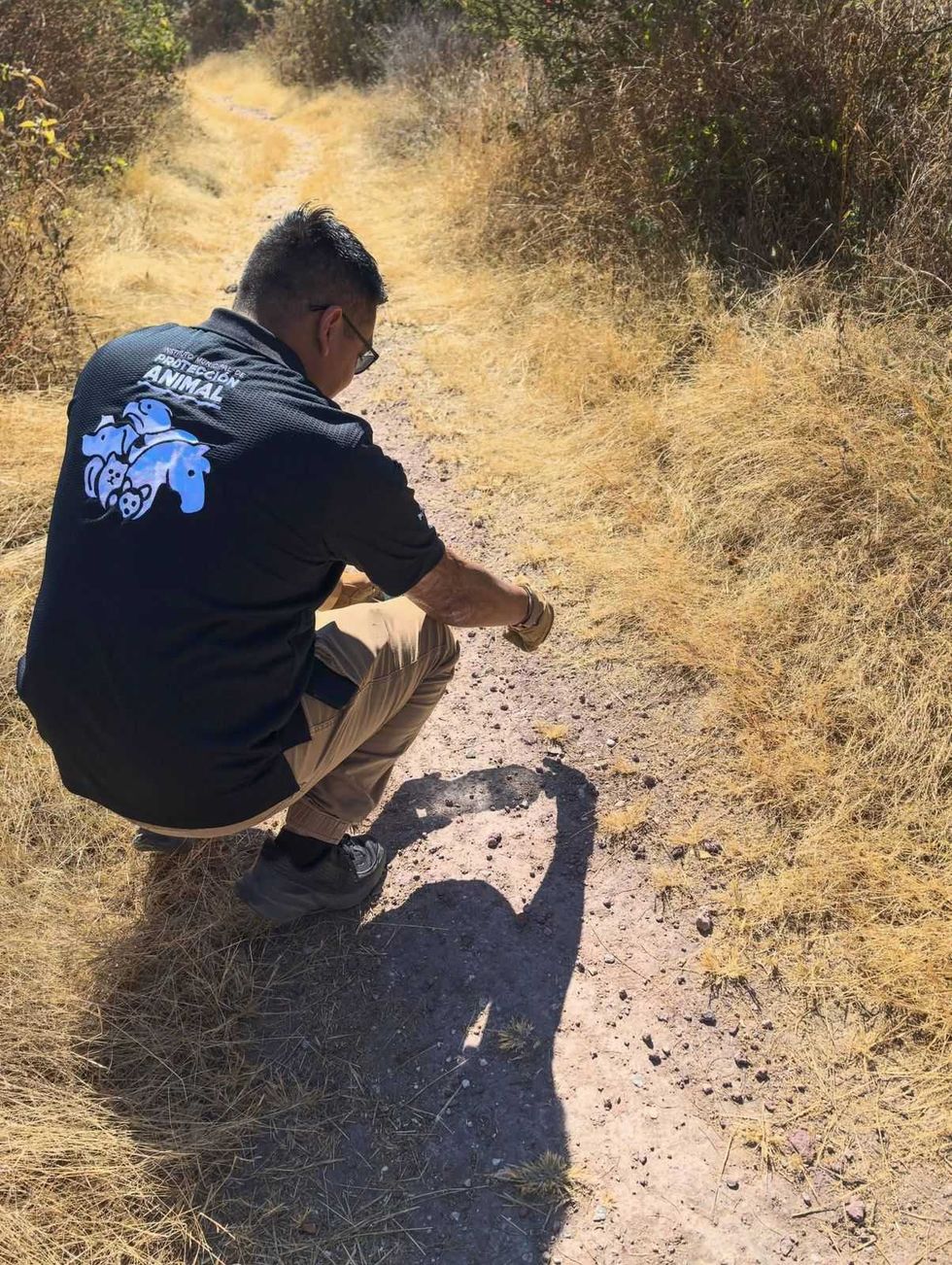 \u200bPersonal del IMPA liber\u00f3 dos serpientes y un cacomixtle en El Cimatario. La dependencia reiter\u00f3 que cuenta con protocolos especializados para rescate de fauna.