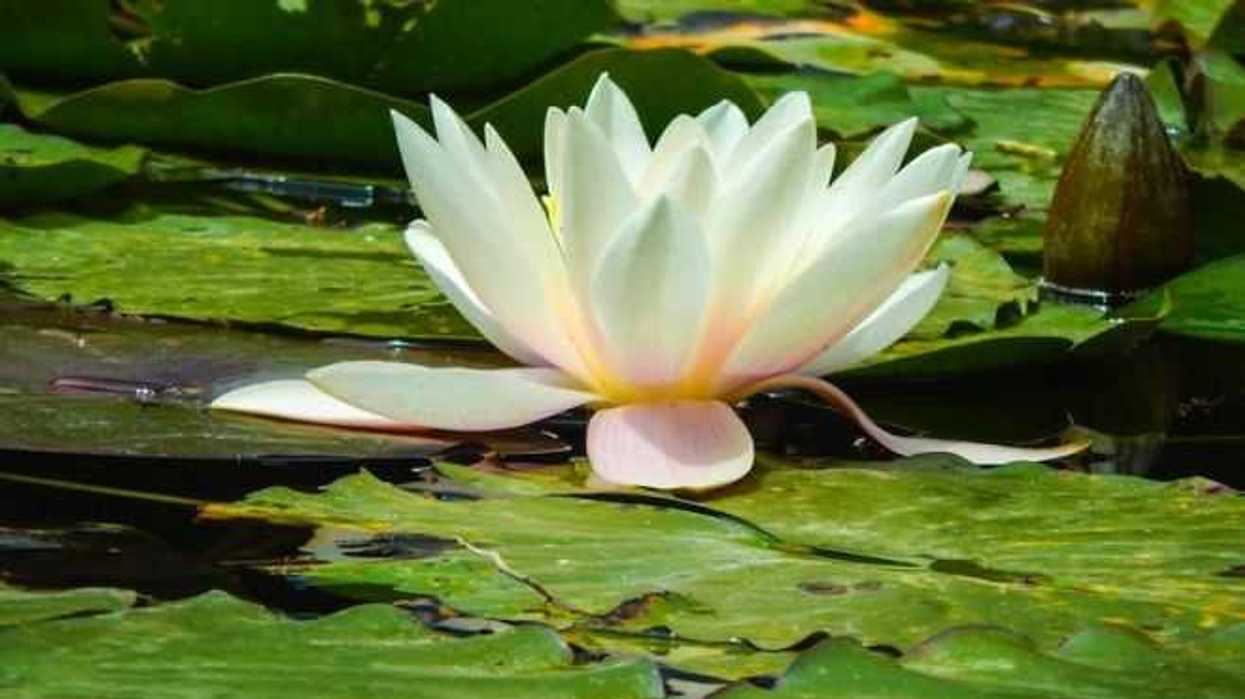 uam-utiliza-lirios-acuaticos-para-sanear-sitios-contaminados-en-mexico