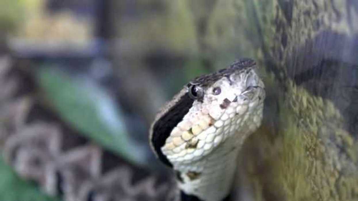 uaq-ofrece-simposio-de-envenenamientos-por-animales-de-ponzona3