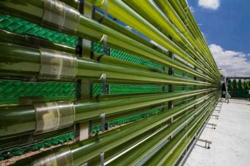 UAQ realiza proyecto de cultivo de microalgas. FOTO/NOTIMEX