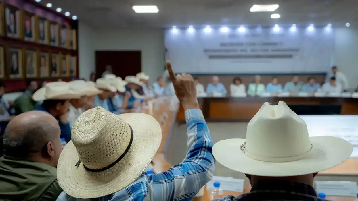 Un asistente levanta la mano durante la reunión del plan ganadero de Sinaloa, con la mesa principal al fondo