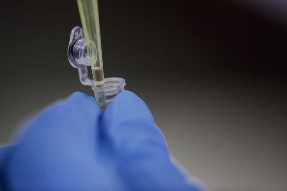 Un estudio revela que los virus envueltos con una cubierta lipídica, como los de la gripe, el VIH o el coronavirus, pueden infectar mejor a diferentes especies de animales, incluidos los humanos. EFE/ Jeffrey Arguedas.