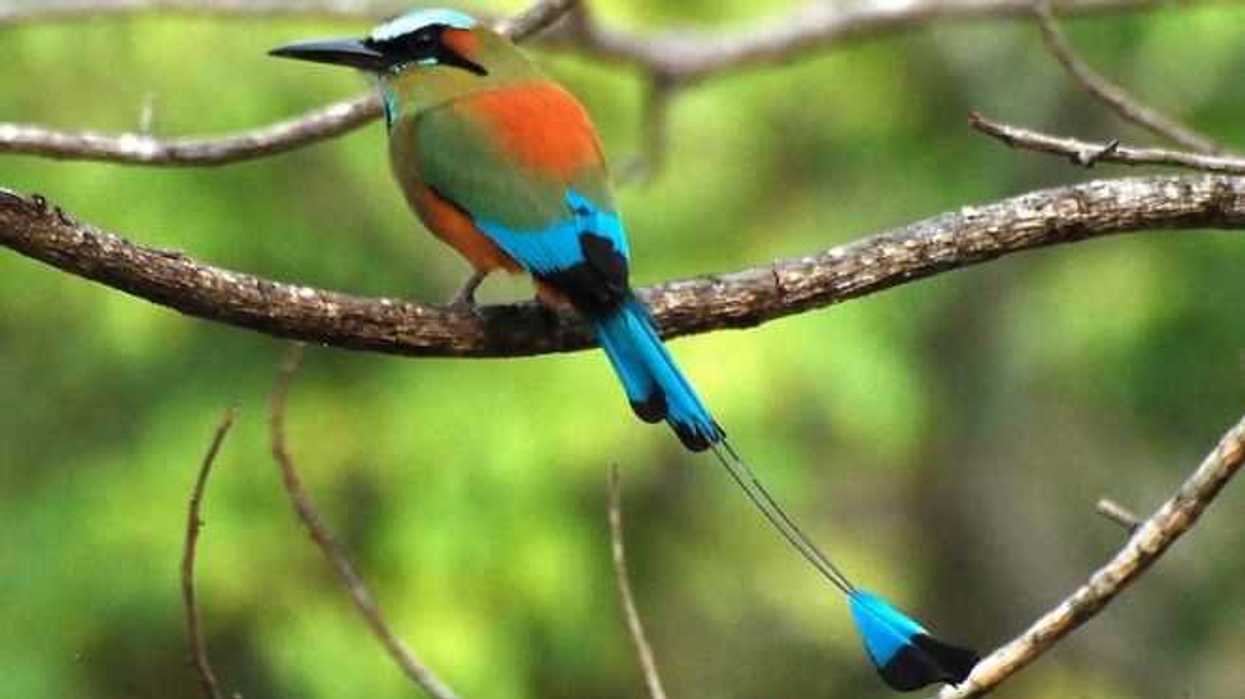 un-guardabarranco-enjaulado