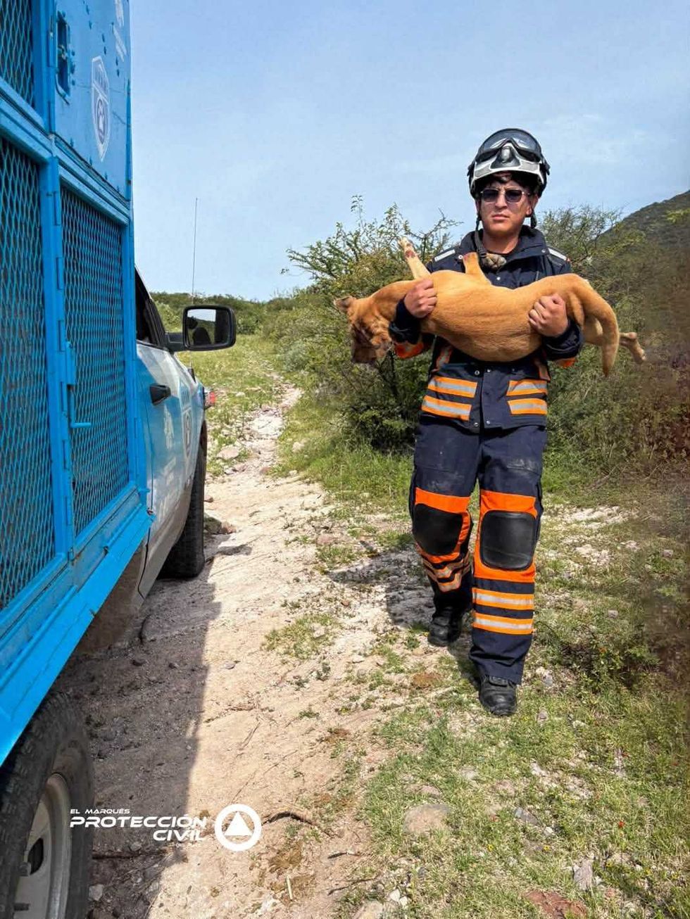 Un rescatista de Protecci\u00f3n Civil de El Marqu\u00e9s carga en brazos al canino tras extraerlo de la zona cerril de Santa Mar\u00eda de los Ba\u00f1os.