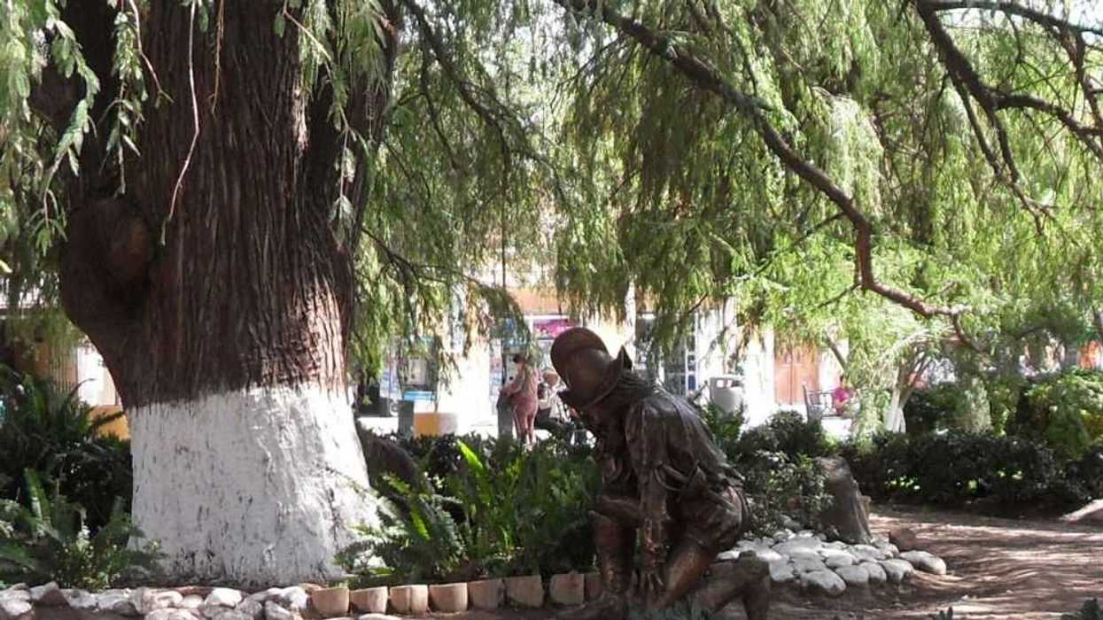 Un retoño del Árbol de la Noche Triste que llegó a este municipio en 1921, ha permanecido como un gran regalo a la posteridad para los habitantes de este lugar denominado Cuna de la Independencia nacional. NOTIMEX