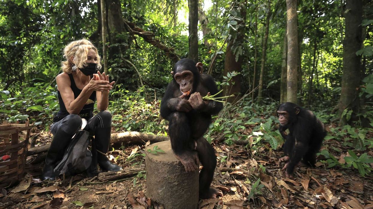 Un santuario en Camerún acoge a chimpancés en peligro de extinción. AFP.