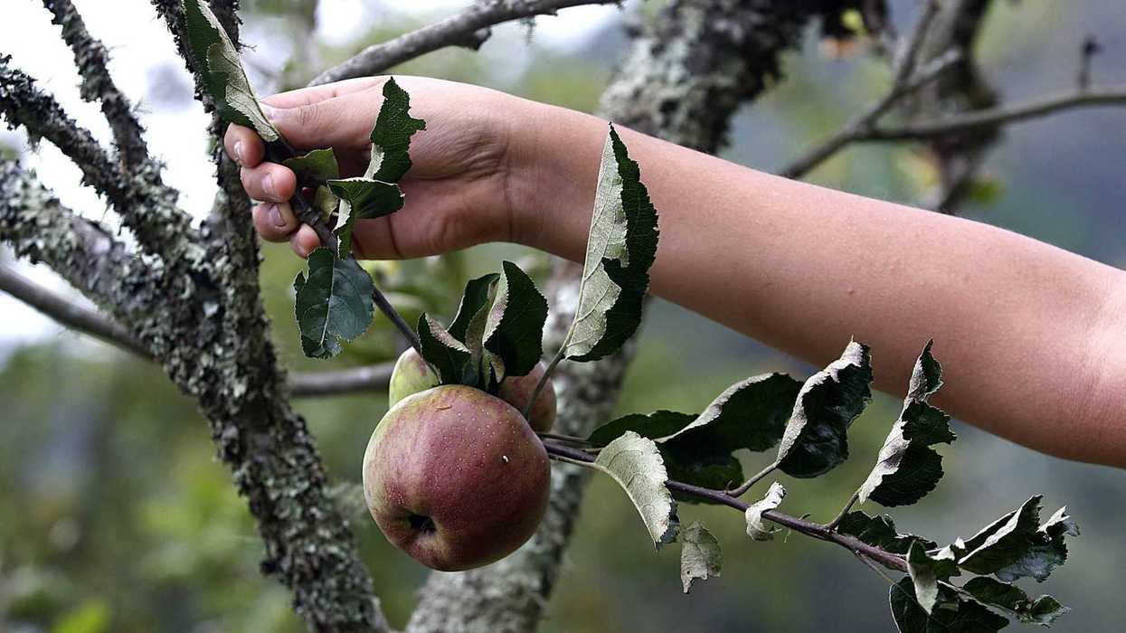 Una manzana al día puede mejorar salud de los mexicanos. NOTIMEX