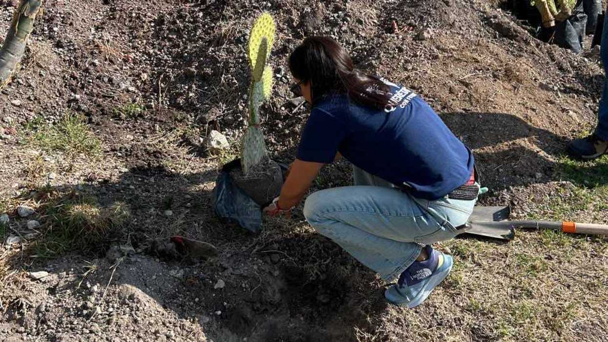 Una persona planta un nopal en un hoyo abierto en un área verde, con tierra removida, una pala y otros ejemplares al fondo