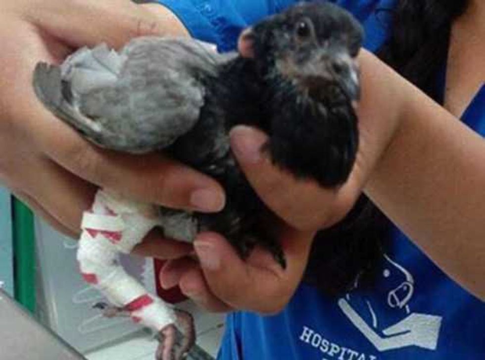 unam mantiene atencion gratuita a mascotas afectadas sismo 3
