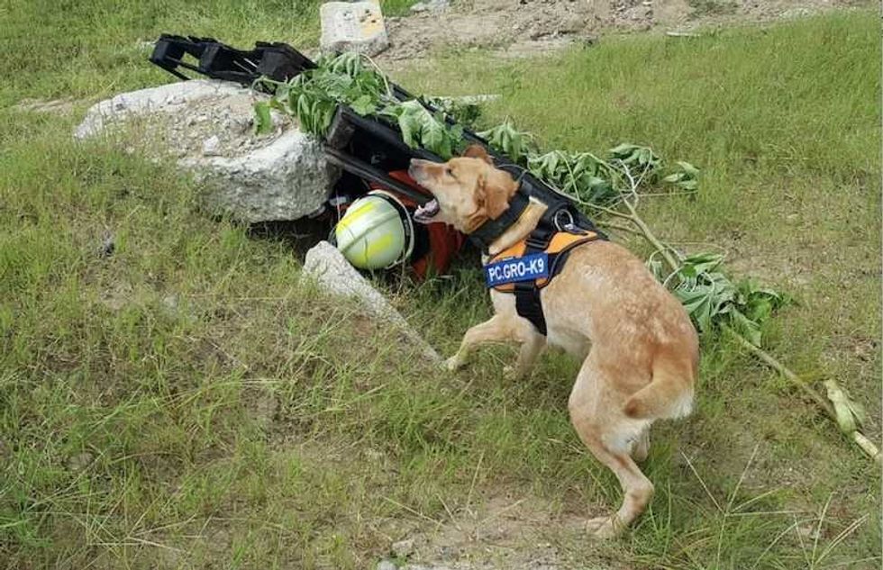 unidad canina de pc guerrero preparada para participar en siniestros 1