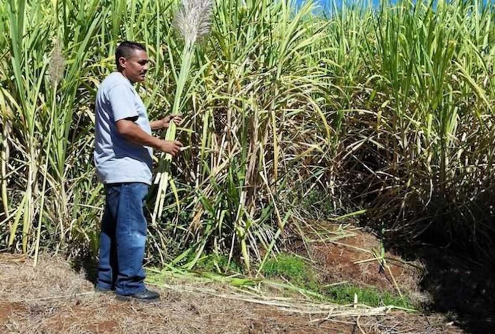 union de productores de destilados con denominacion favor de apertura 3