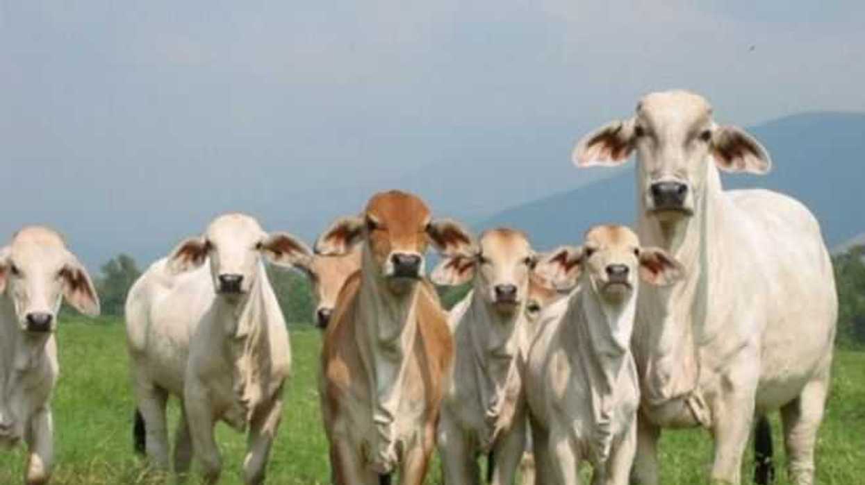 universitarios-desarrollan-vacuna-contra-la-babesiosis-en-bovinos