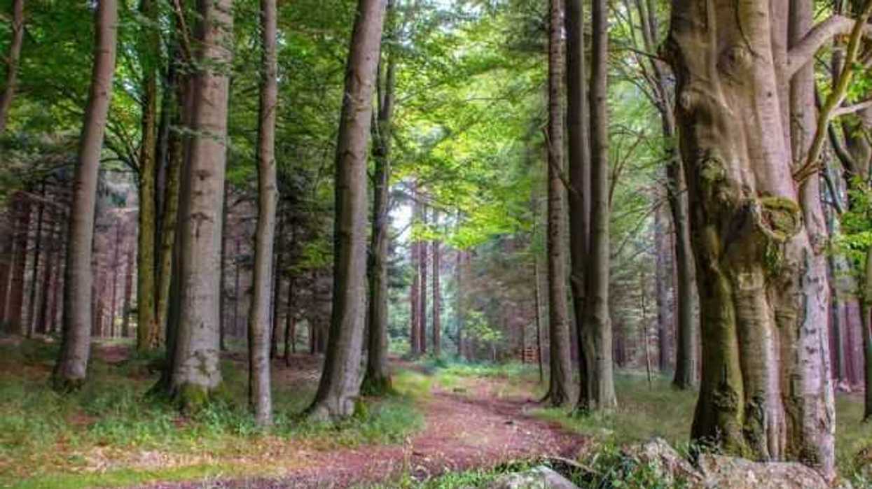 uruguay-hara-de-su-sector-forestal-su-principal-rubro-exportador