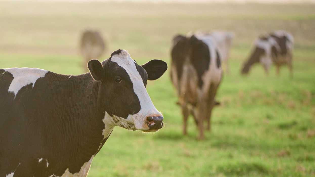 Vacas Holstein en pastizal abierto, alerta por gusano barrenador del ganado en San Juan del Río 2026.