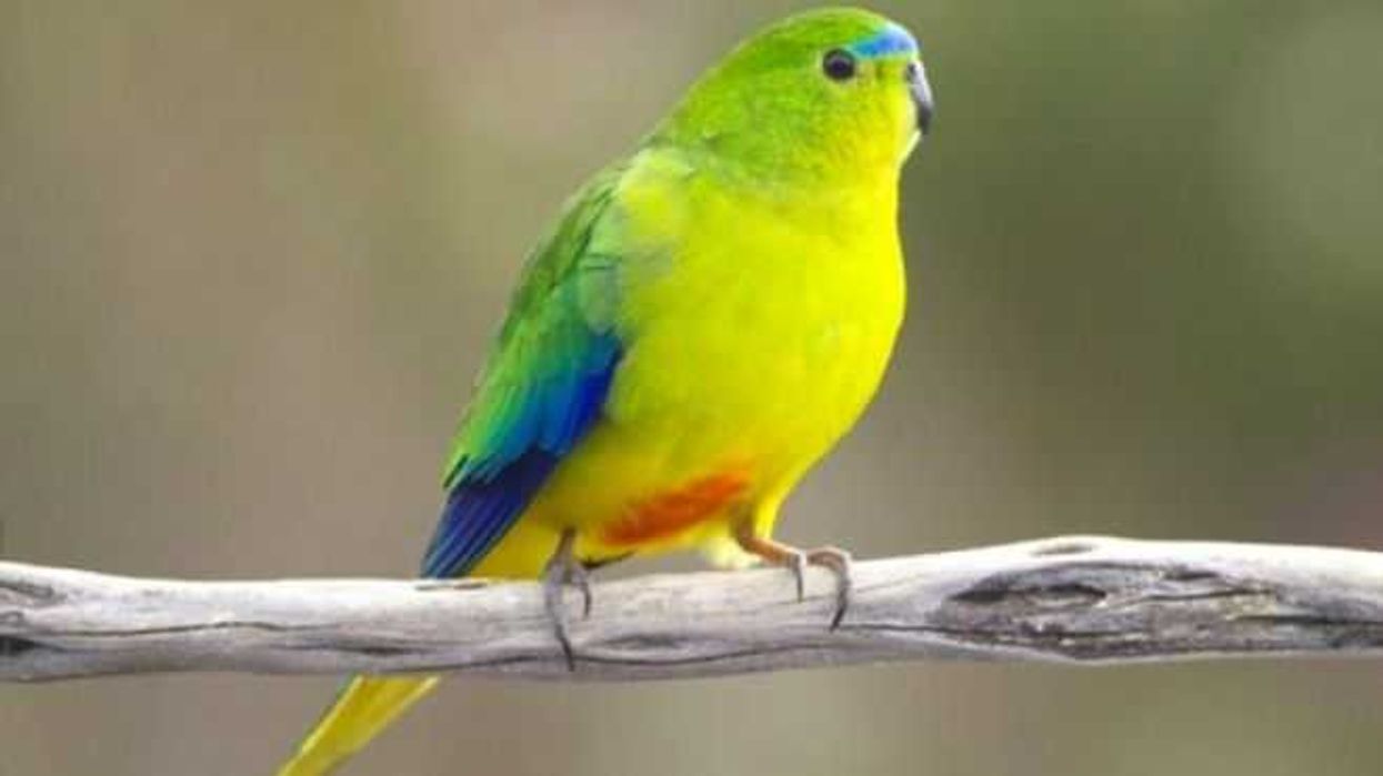 vacuna-podria-detener-extincion-de-loro-de-vientre-naranja