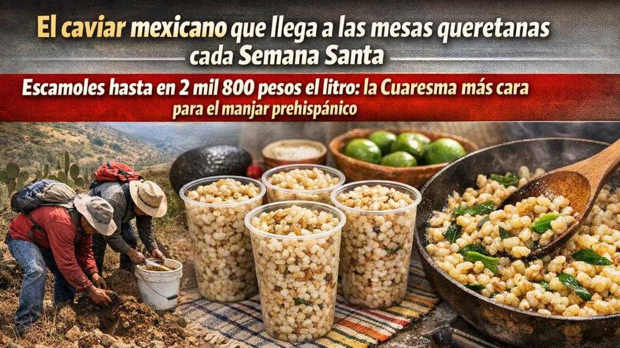 Vasos de plástico con escamoles frescos listos para venta en mercado de San Juan del Río en Semana Santa 2026