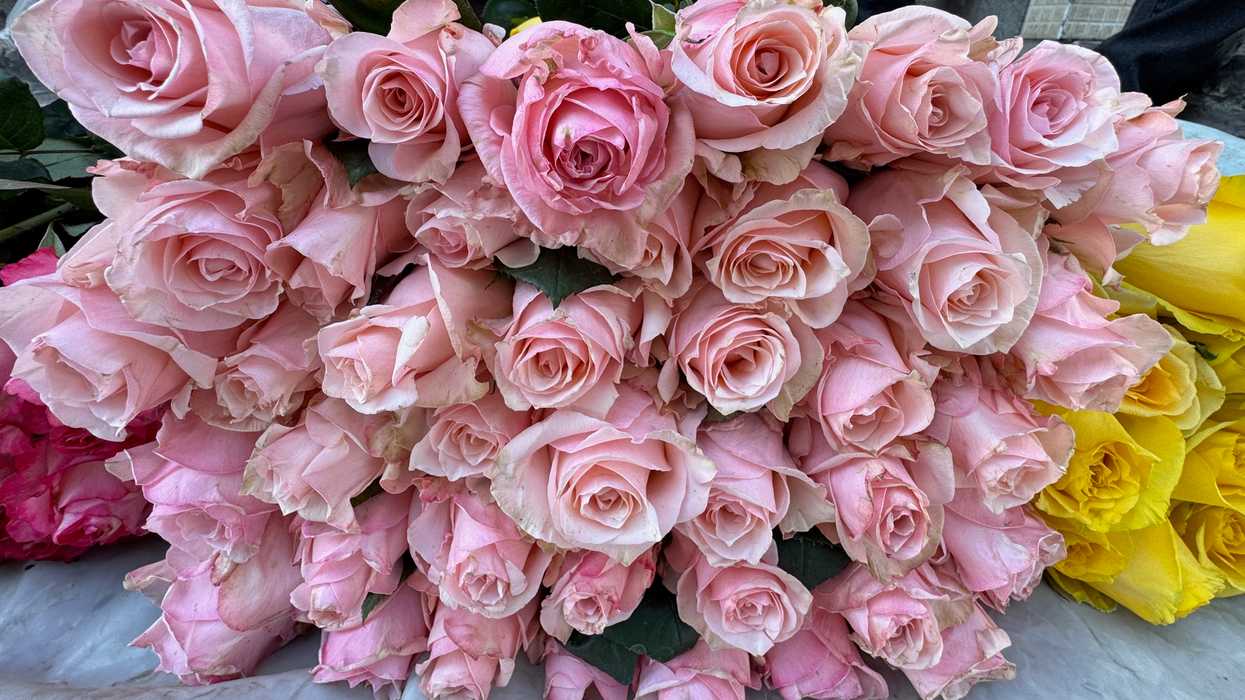 Vendedor de rosas en el Jardín de la Familia de San Juan del Río ofrece la docena desde 120 pesos para el Día del Amor y la Amistad 2026